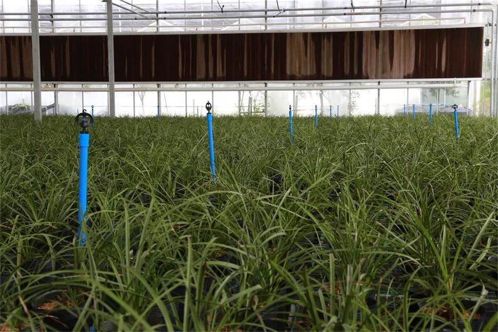 成都節水灌溉案例